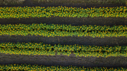 Top view aerial photo from flying drone of landscape with farmland Chiang Mai, Thailand