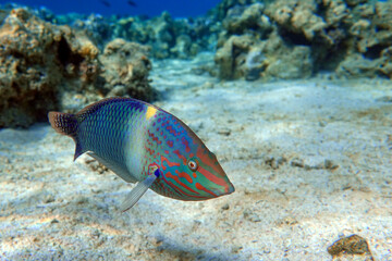 Fototapeta na wymiar Coral fish - Checkerboard wrasse - (Halichoeres hortulanus) - Red Sea