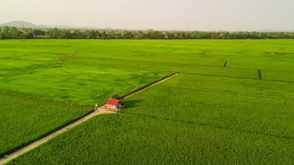 Top view aerial photo from flying drone of rice field landscape with cottage