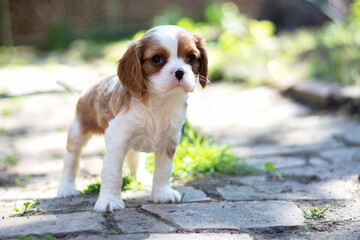 Little  Purebred cute puppy Cavalier King Charles Spaniel