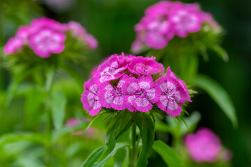 Dianthus barbatus beautiful ornamental flowering plants, group of bright pink purple white flowers...