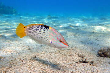 Coral fish - Checkerboard wrasse - (Halichoeres hortulanus) - Red Sea