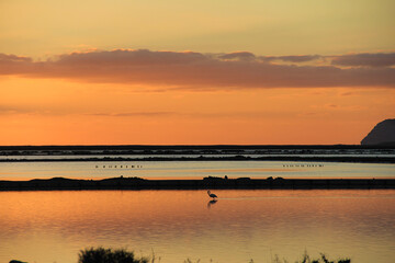 lonely flamingo sunset @ salinas ibiza spain 