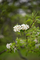 Photo of a branch of a flowering tree.