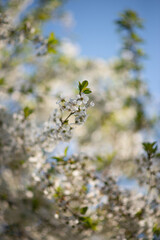 Photo of cherry blossoms in spring.