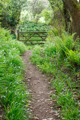 Obraz premium Woodland walk, Whiteford, Gower Peninsula, Wales, UK