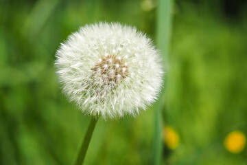 Dandelion. Macro shot of white fluffy dandelion, blurred background. High quality photo