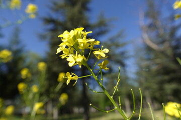 A Wild Plant with Small Yellow Flowers 