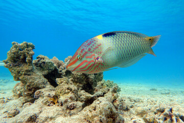 Naklejka na ściany i meble Coral fish - Checkerboard wrasse - (Halichoeres hortulanus) - Red Sea