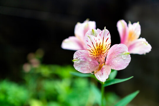 49 Best アストロメリア Images Stock Photos Vectors Adobe Stock