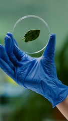 Closeup of biologist scientist holding in hands petri dish with green leaf analyzing genetic...