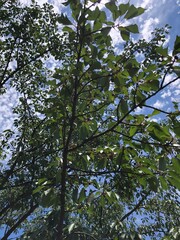 green leaves against blue sky