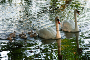 Cygnes et cygneaux © Franck Chapolard