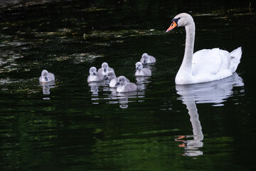Obraz premium Cygnes et cygneaux