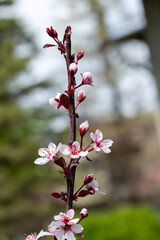 Abstract close-up view of delicate white and red flowers on a purple leaf sand cherry (prunus cistena) bush in spring, with defocused background
