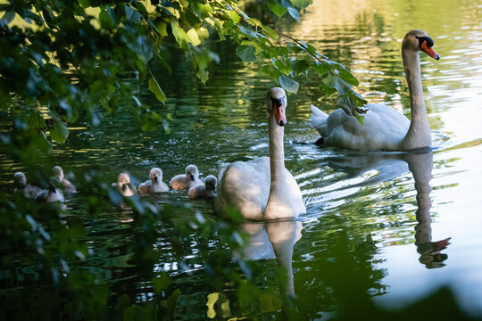 45 Best Bebe Cygne Images Stock Photos Vectors Adobe Stock
