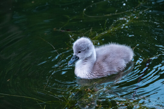 Bebe Cygne Images Browse 43 Stock Photos Vectors And Video Adobe Stock