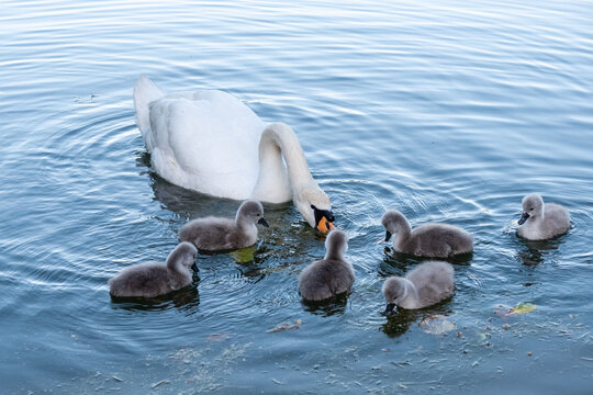 45 Best Bebe Cygne Images Stock Photos Vectors Adobe Stock 45 Best Bebe Cygne Images Stock Photos Vectors Adobe Stock