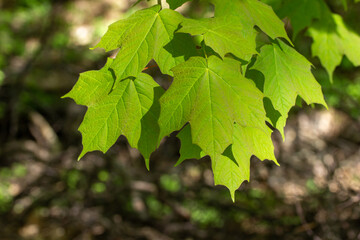 Close-up abstract view of a branch of lush green leaves on a red maple tree (acer rubrum) in spring or summer, with defocused background