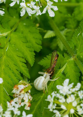 dragonfly on a green leaf