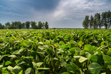 Fototapeta na wymiar Close-up of a soybean plant field under a blue sky on a summer day