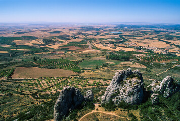 Amandier, prunus amygdalus, culture, Aragon, Espagne