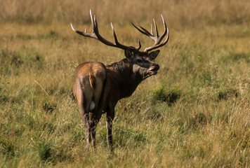 Cerf élaphe, brame, cervus elaphus