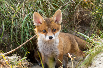 Ein Jungfuchs schaut niedlich