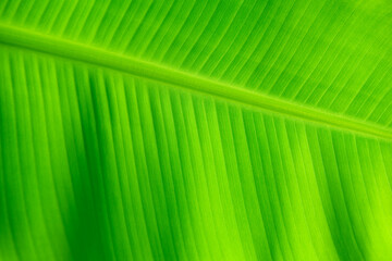 Closeup nature view of Banana Green leaf in garden at summer under sunlight. Natural green plants landscape using as a background or wallpaper.