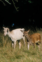 Cerf élaphe, biche, cervus elaphus