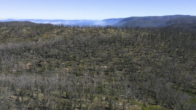 Drone aerial footage of forest regeneration after bushfires in The Blue Mountains in regional New South Wales in Australia