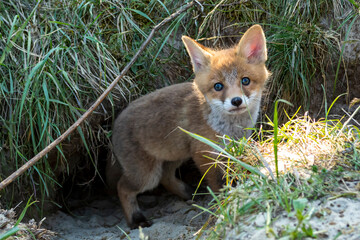 Ein niedlicher Jungfuchs schaut neugierig aus seinem Bau