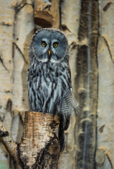 Chouette lapone,.Strix nebulosa, Great Grey Owl