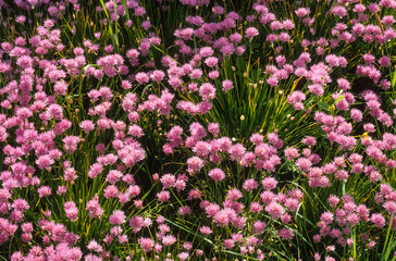 Fototapeta premium Ciboulette, Allium schoenoprasum