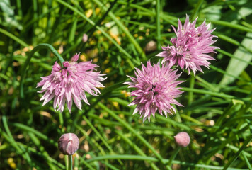 Ciboulette, Allium schoenoprasum