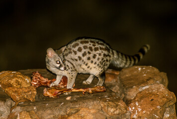 Genette commune, Genetta genetta