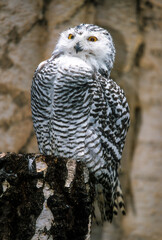 Harfang des neiges, Chouette harfang, mâle, .Bubo scandiacus, Snowy Owl