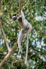 Propithèque de Verreaux,  Sifaka de Verreaux, Lémurien, Propithecus verreauxi, Madagascar