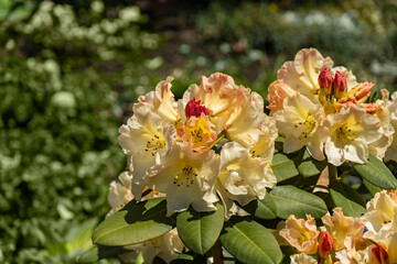Large flowering bush of Rhododendron yakushimanum 'Golden Torch' against blurred background of greenery. Selective focus. Ornamental evergreen shrub with beautiful light cream flowers. Adler, Sochi.