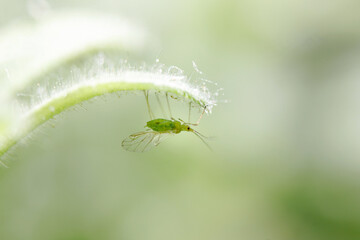 small aphid on a green leaf in the open air