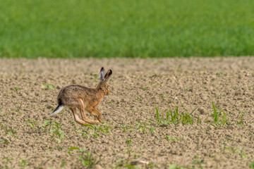 Obraz na płótnie Canvas A hare running in a field