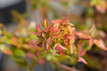 Abelia Kaleidoscope
