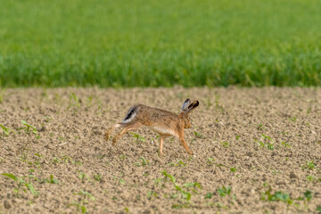 A hare running in a field