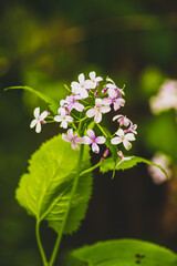 Beautiful lunaria rediviva, perennial honesty, species of flowering plant in the cabbage family Brassicaceae, pale pink flower in spring and summer, growing again, reviving, close up, vertical