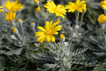 Gray-leaf eurypos Silver Star