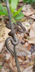 Common mock viper (Psammodynastes pulverulentus), Thailand, Snake, Serpent