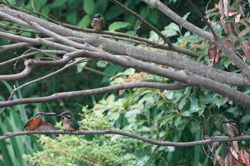 Naklejka na ściany i meble common kingfisher in the forest