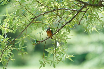 common kingfisher in the forest