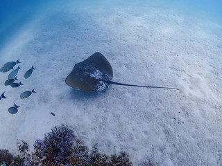 Stingray glides on the sand in the Surin Islands, Phang Nga Province, Thailand.
