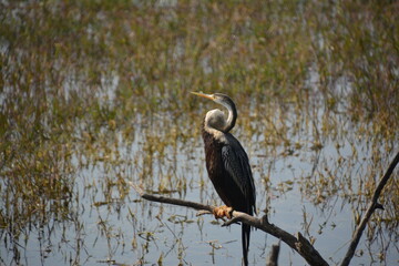 Heron-Bharatpur Bird Sanctuary